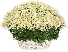 Цветочная композиция из Ромашки в корзине #REPLACE_PRED# Дубранивке